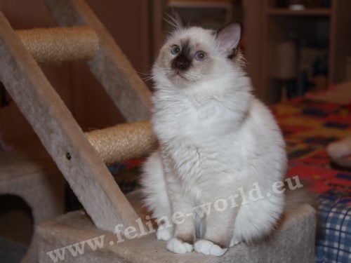 birman_15 (Race)